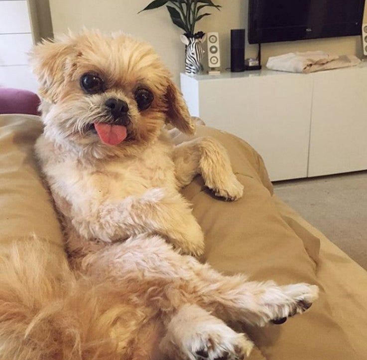Literally Just 13 Of the Funniest Dog Pictures We've Ever Seen | Cuteness