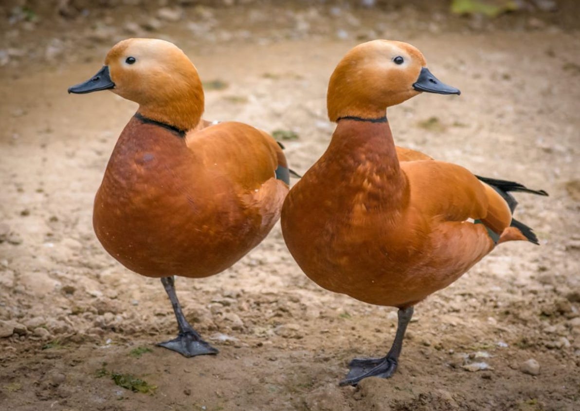 two orange ducks