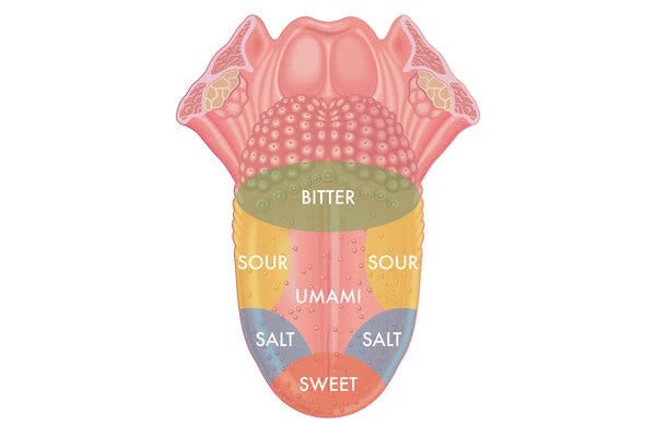 A diagram of a human tongue with various tastes — bitter, sour, salty, sweet, umami — colored on different areas of the tongue against a white background.