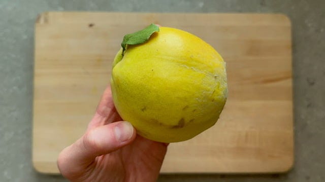 Photo of a hand holding a ripe quince fruit.
