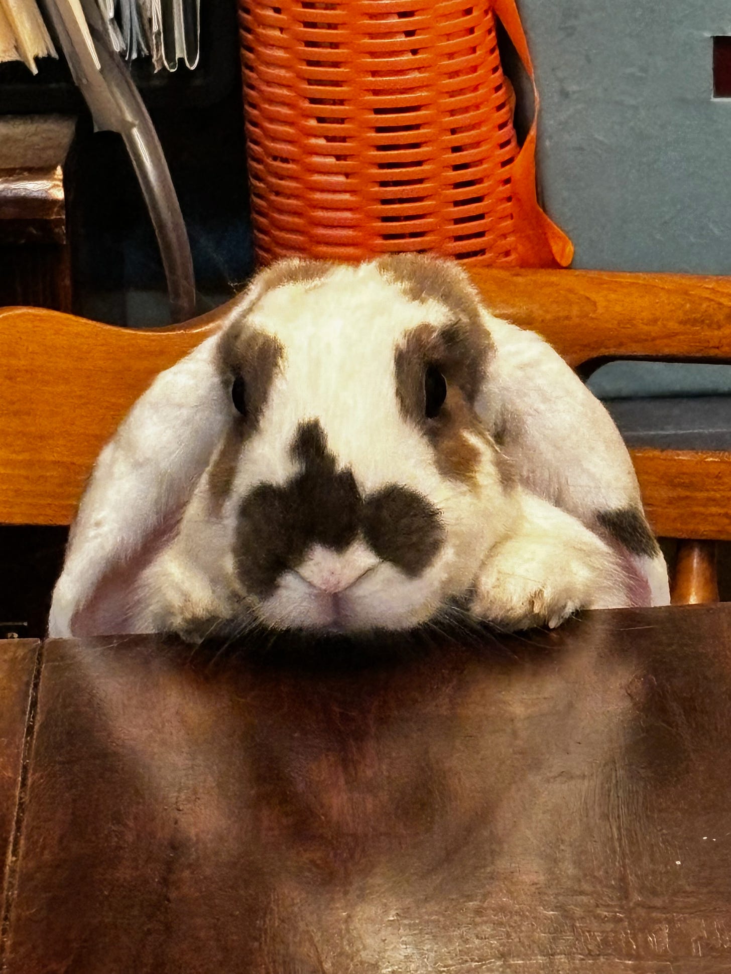 A white rabbit with brown splotches with his paws and nose up on a wooden table