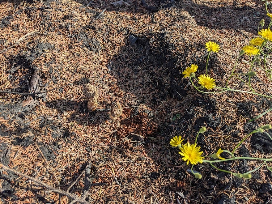 three morels and bright yellow flowers