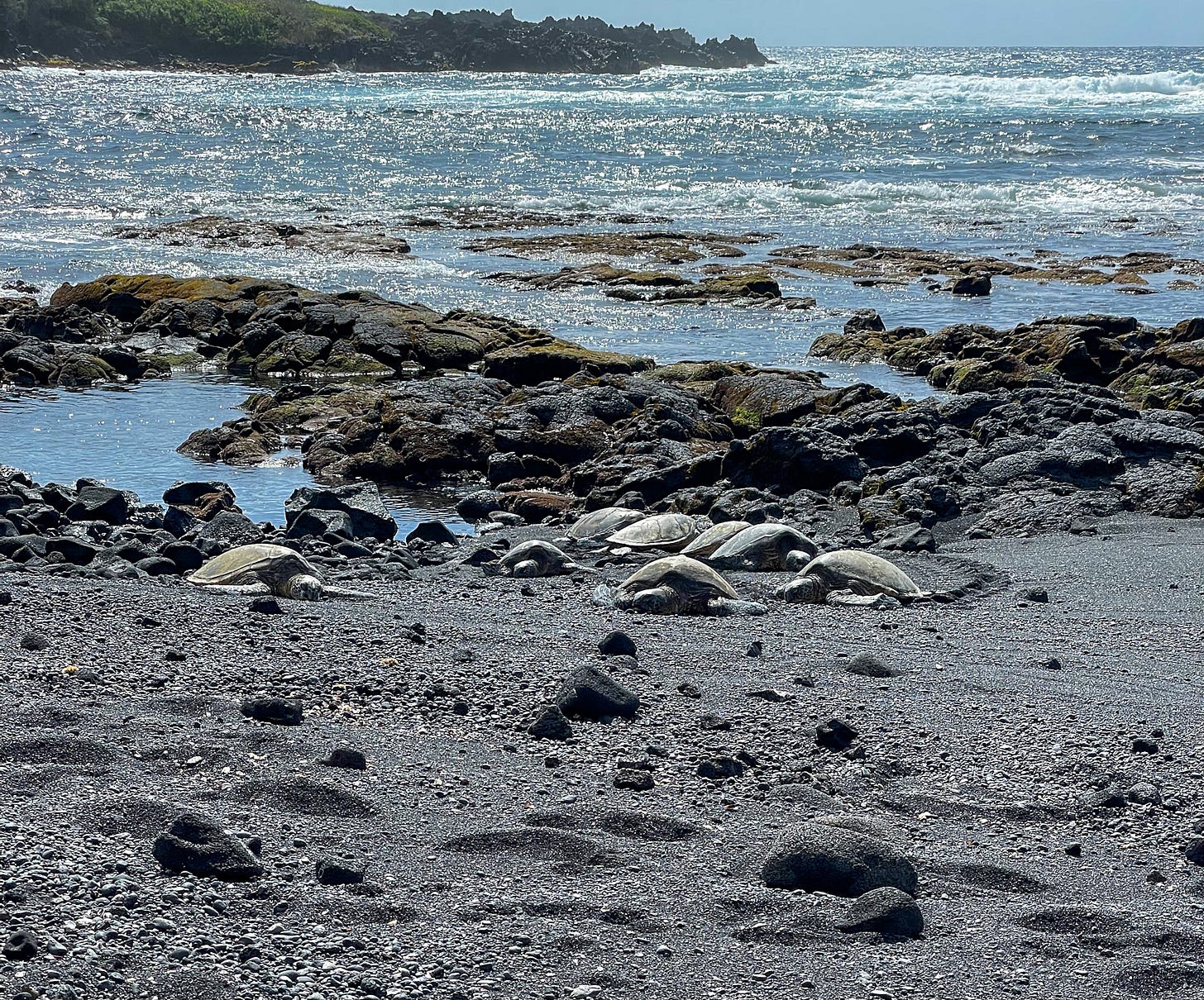 Hawaiian green sea turtles (honu) on Punalu'u black sand beach