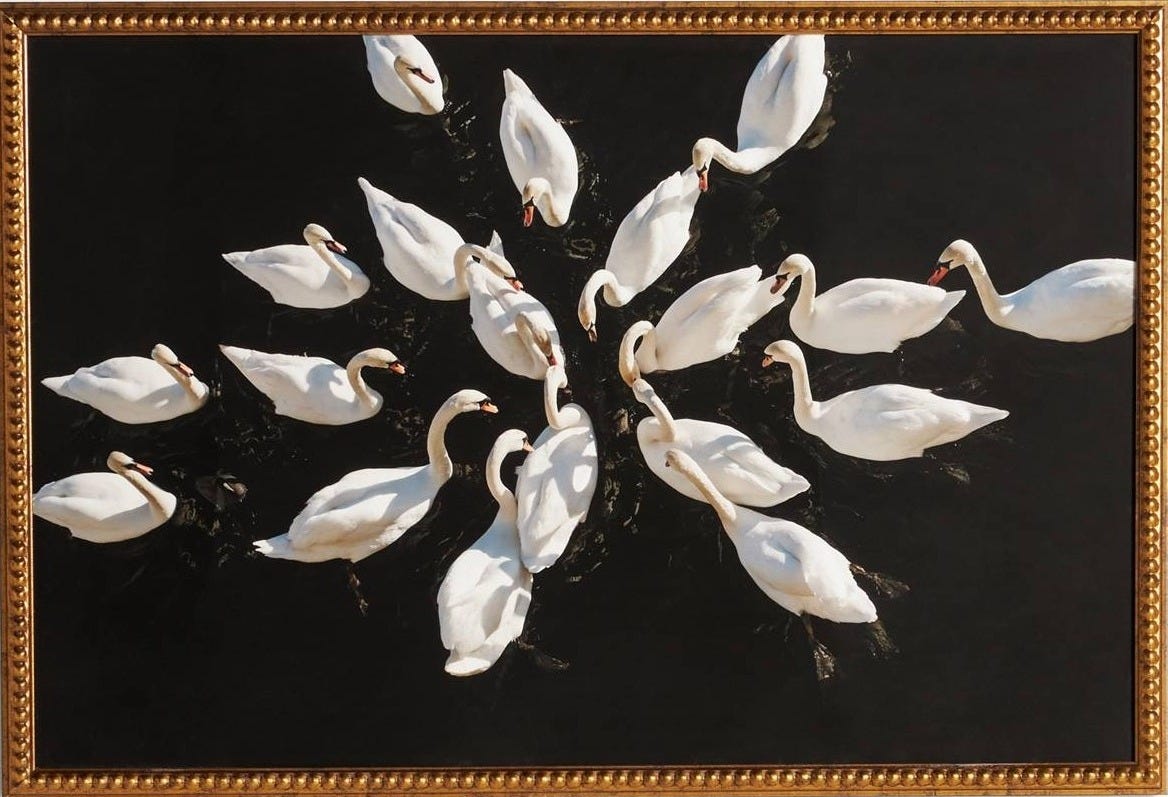 Romantic Swans in a Lake Wall Art