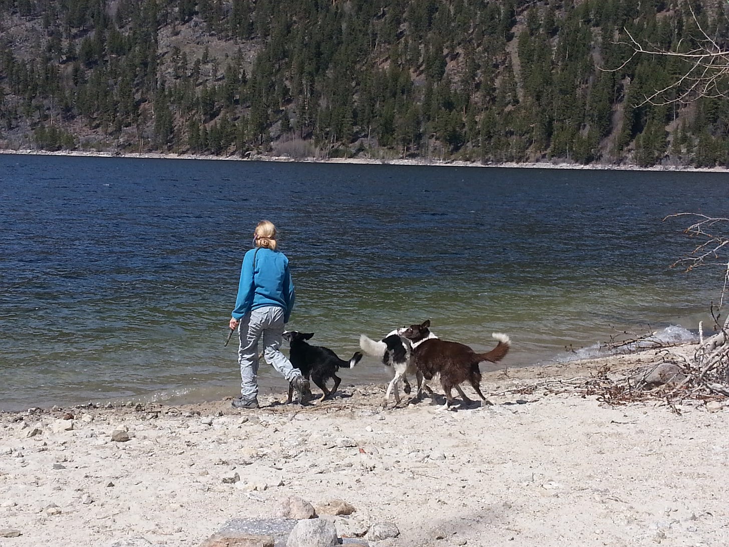 Dog next to person holding stick