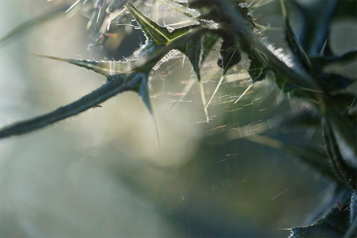 Needle and thread: spined leaves of spear thistle (Cirsium vulgare) against a spider’s silken web