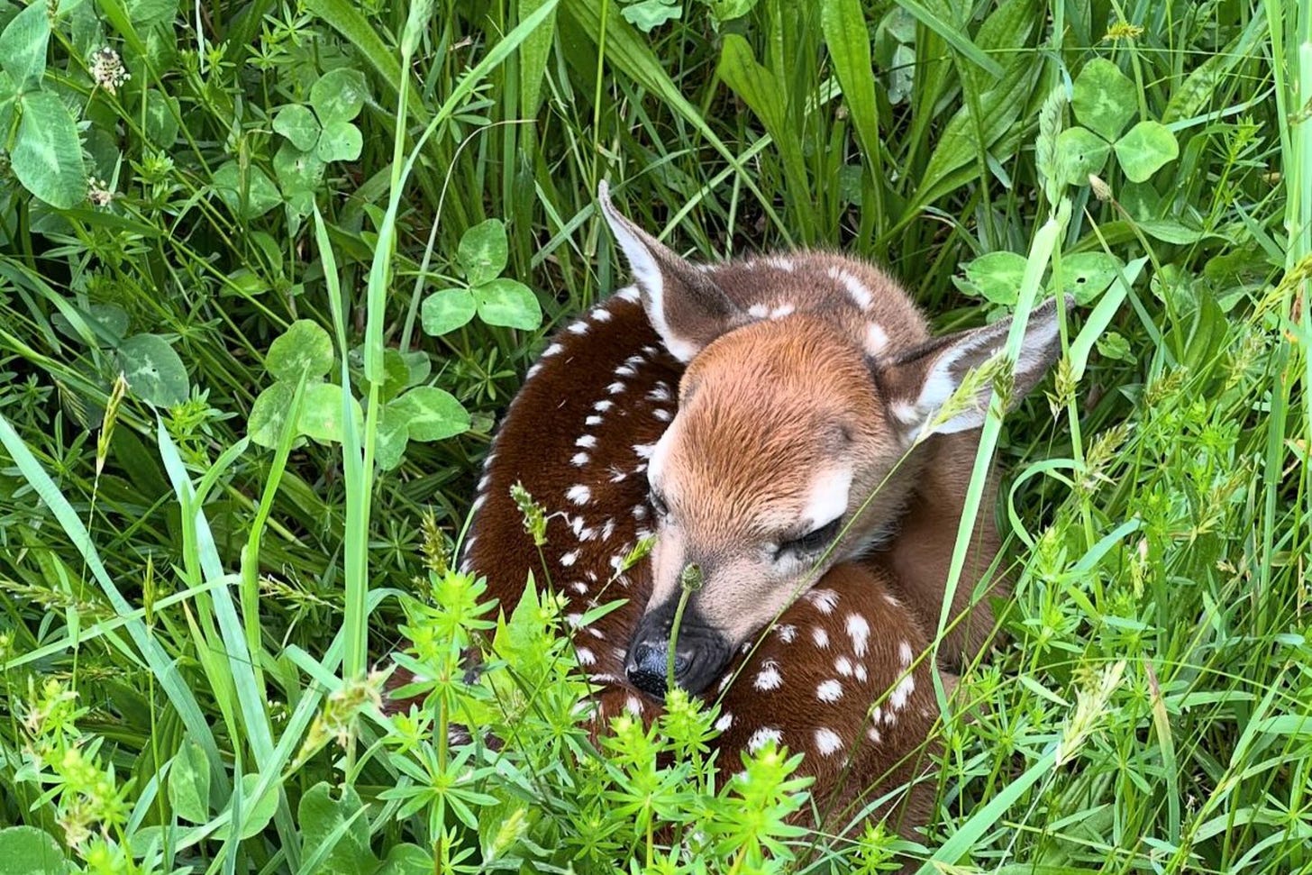 A fawn on the permaculture farm.