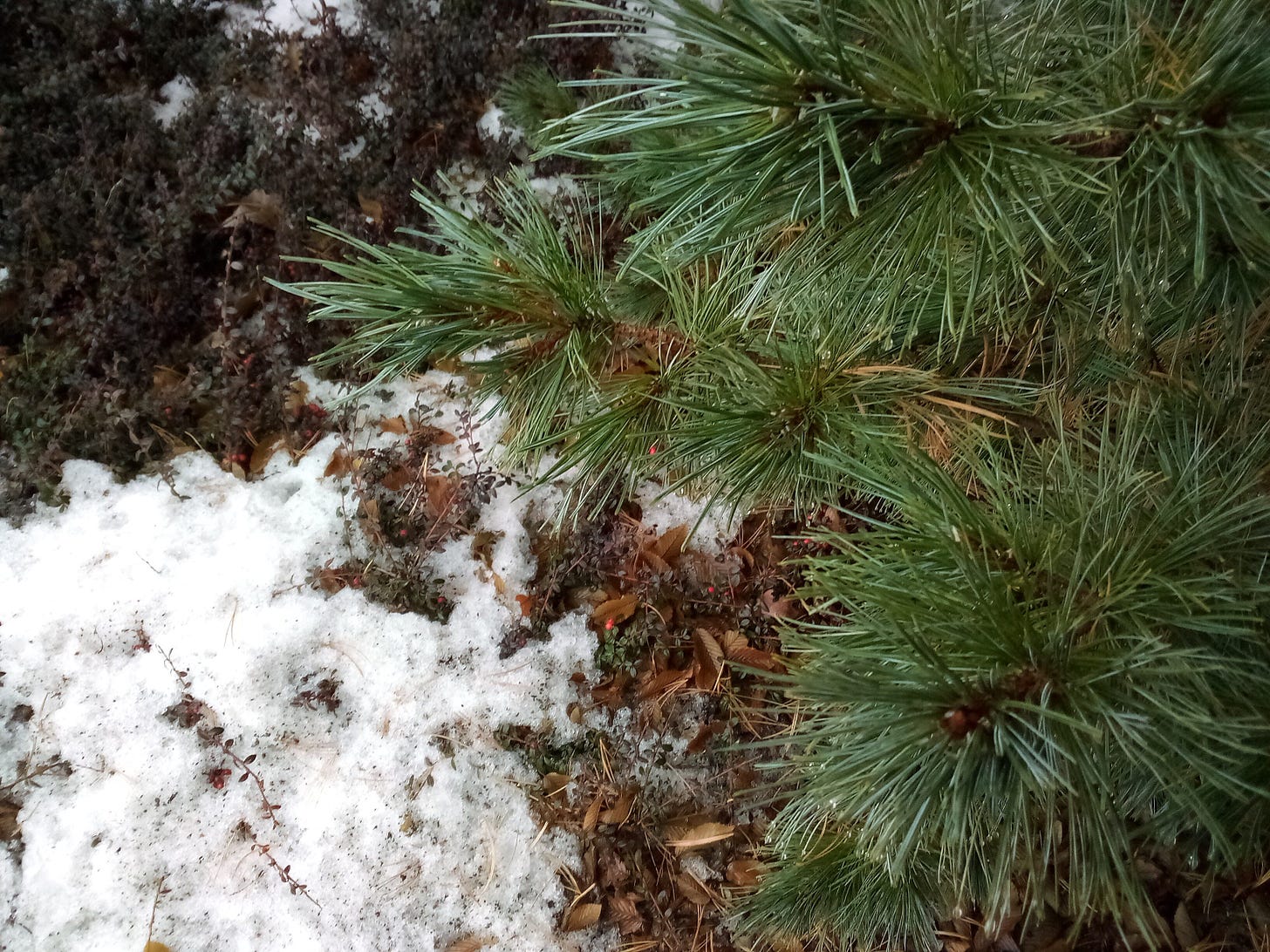 Pine tree branch and snow