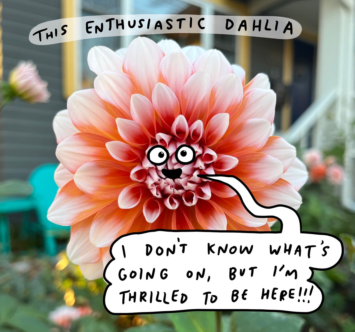 a salmon pink dahlia with an excited cartoon expression