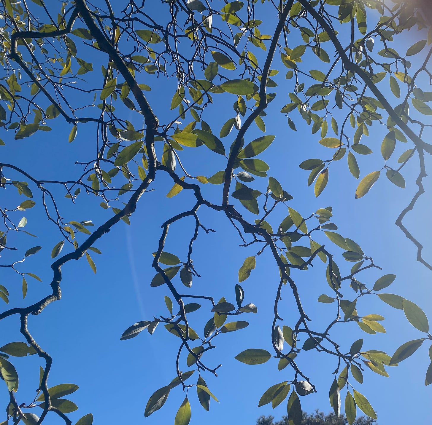 a tree branch with green leaves shining through a blue sky