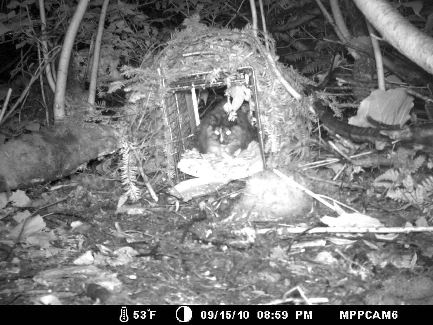 Black and white game camera photo of calico cat Mugsy laying inside open humane cat trap