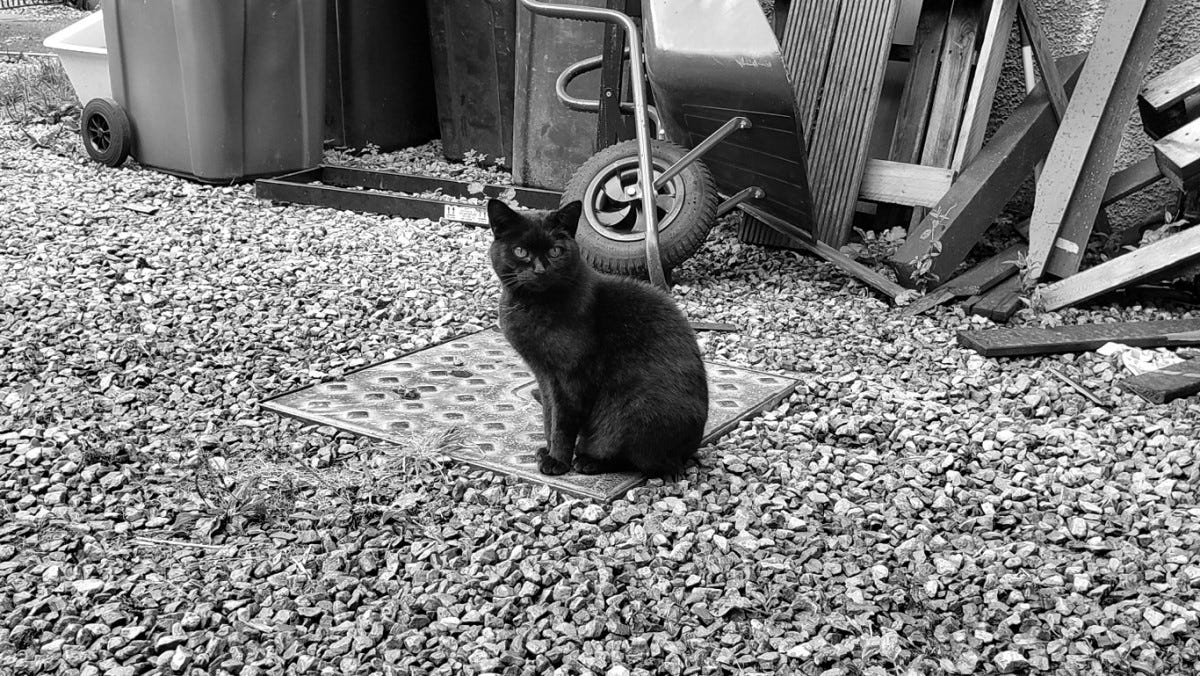 A black at sits on a gravel driveway in front of a bunch of rubbish