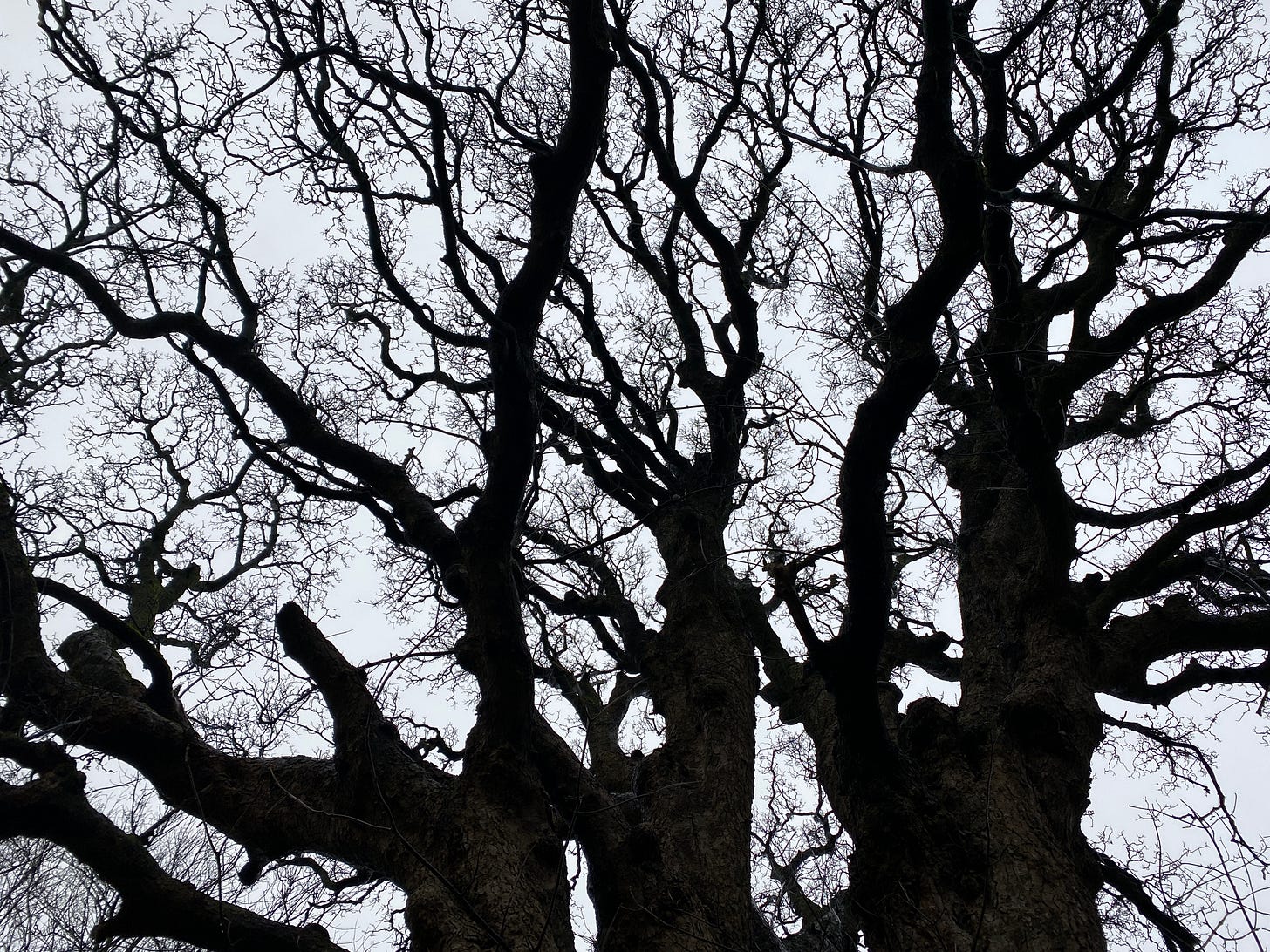 silhouettes of winter trees