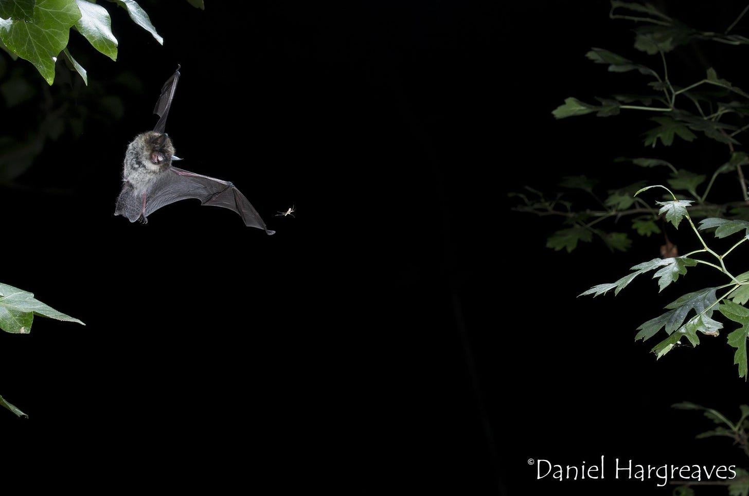 Whiskered bat chasing a mosquito, photo by Daniel Hargreaves/www.bats.org.uk