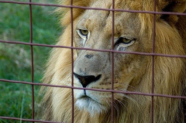 Close up Portrait  of Lion In a Cage  lion cage stock pictures, royalty-free photos & images