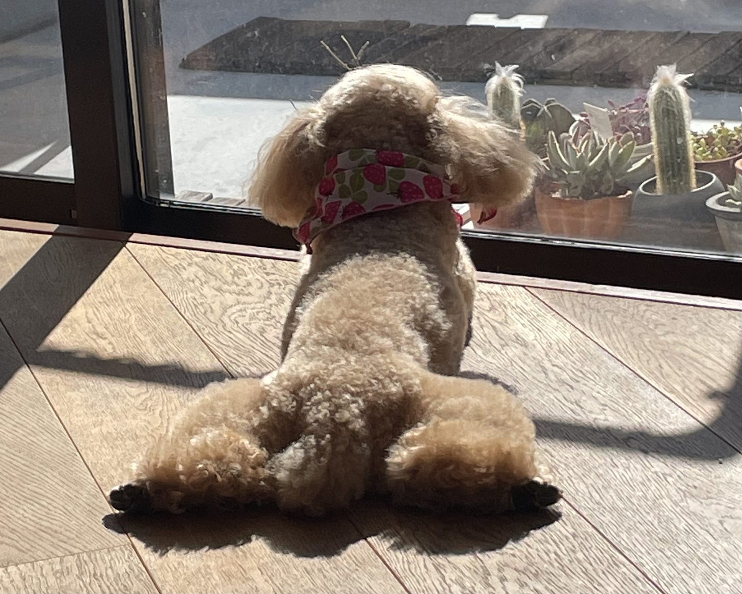 Dog sunning itself