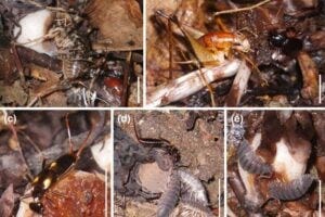 Nightly automated photography revealed which animals are the main consumers of the fruit: camel crickets (A: Diestrammena japonica, B left: Diestrammena brunneri), ground beetles (B right: Synuchus sp.), earwigs (C, D top: Eparchus yezoensis) and woodlice (D bottom, E: Porcellio scaber).