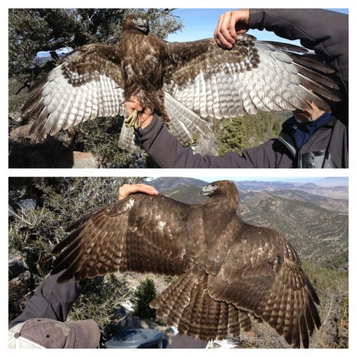 A researcher shows off a dark morph red-tailed hawk at a banding station
