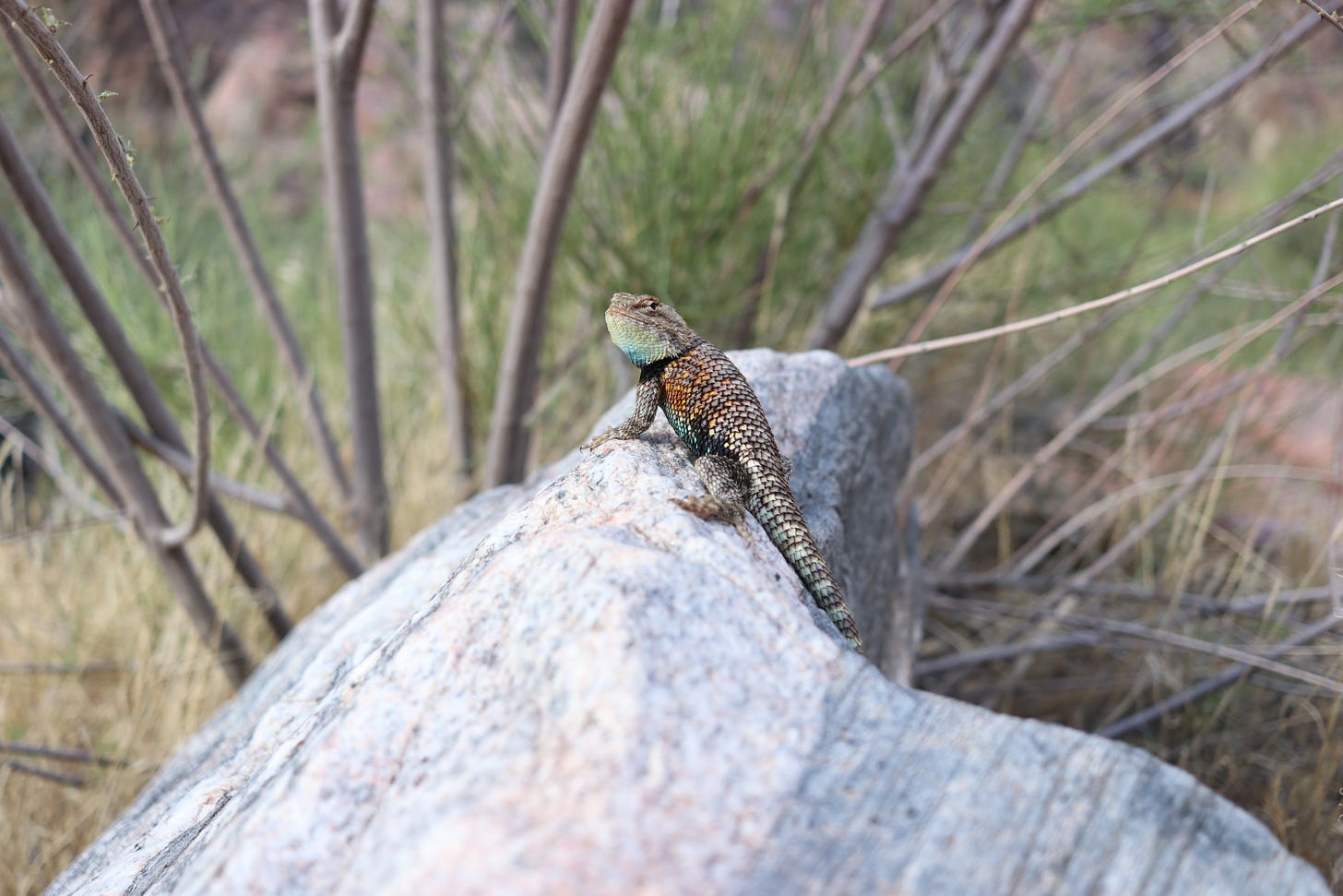 A desert spiny lizard with orange, green, and blue striped scales, sits on a rock looking at the camera