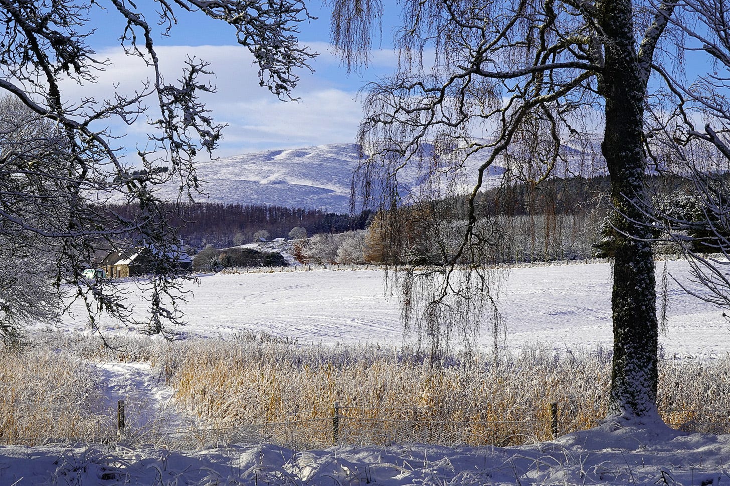 A view between trees across snow covered fields towards the Grampian Hills of Scotland