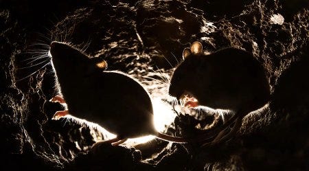 Deux souris blanches qui courent dans un tunnel