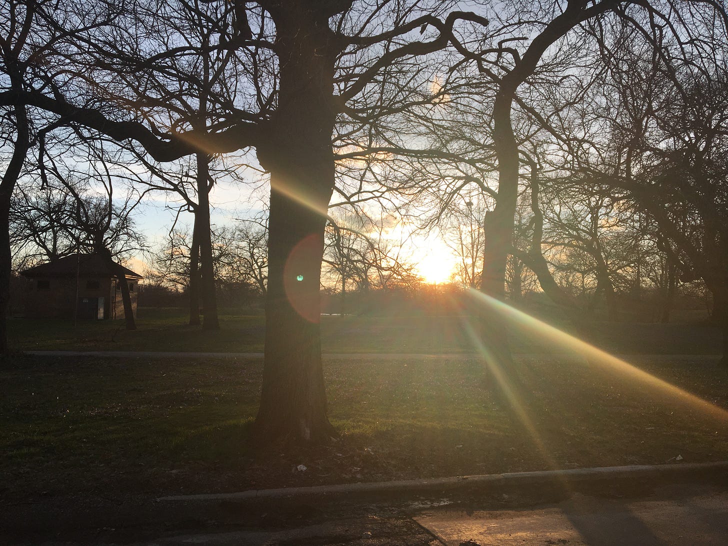 image of trees with setting sun's rays stretching