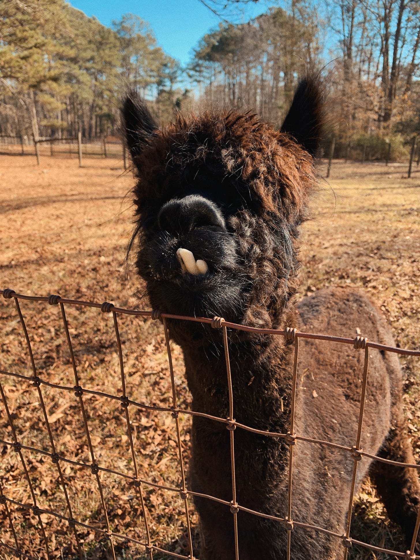 A black and brown alpaca with unkempt hair covering his eyes. His bottom teeth are protruding from his mouth and it appears like he is smiling.