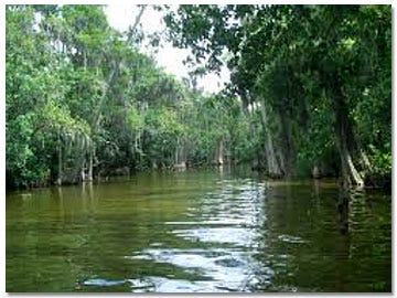 Florida Harris Chain by Canoe and Kayak