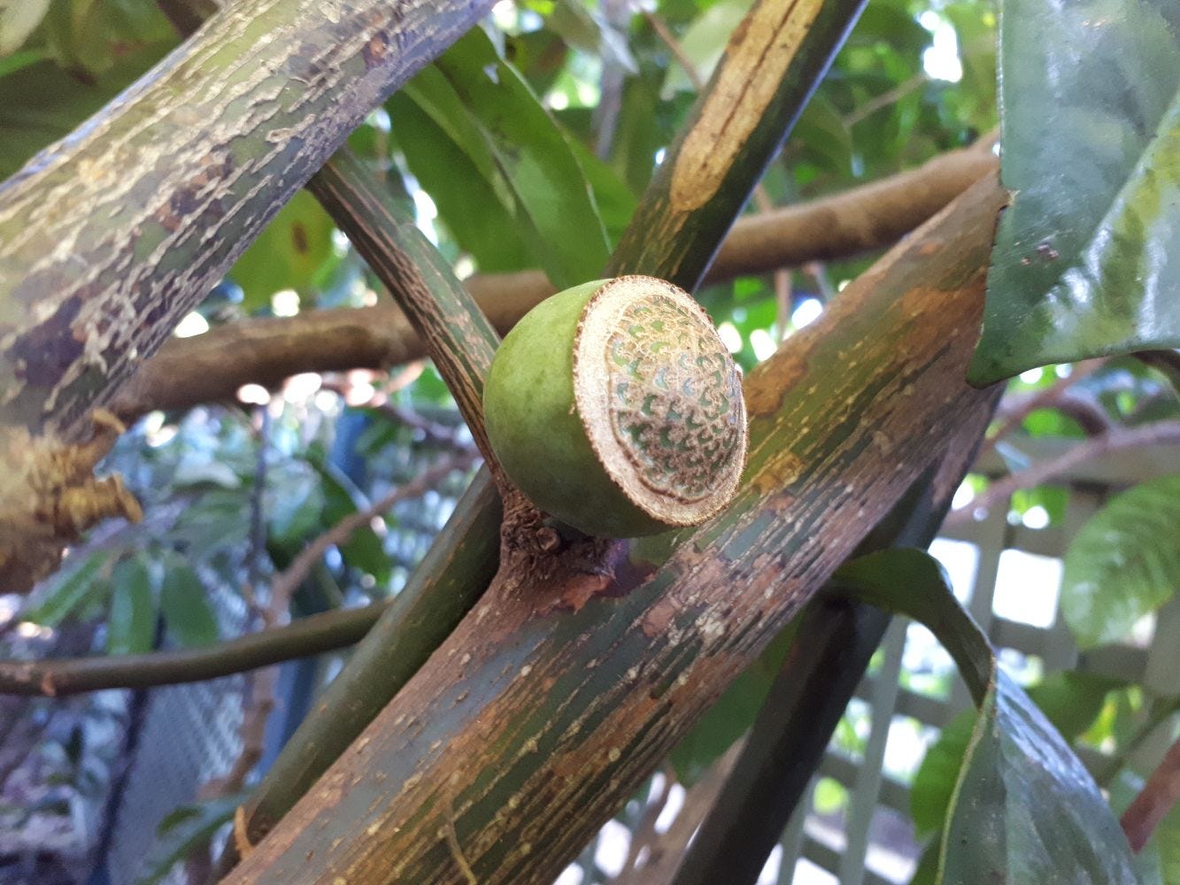 Eupomatia laurina [bolwarra fruit] sml.jpg