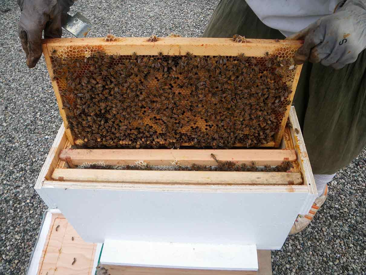 apicultor introduce un panal de cría operculada y abejas en un portanúcleos para hacer un núcleo sin buscar la reina