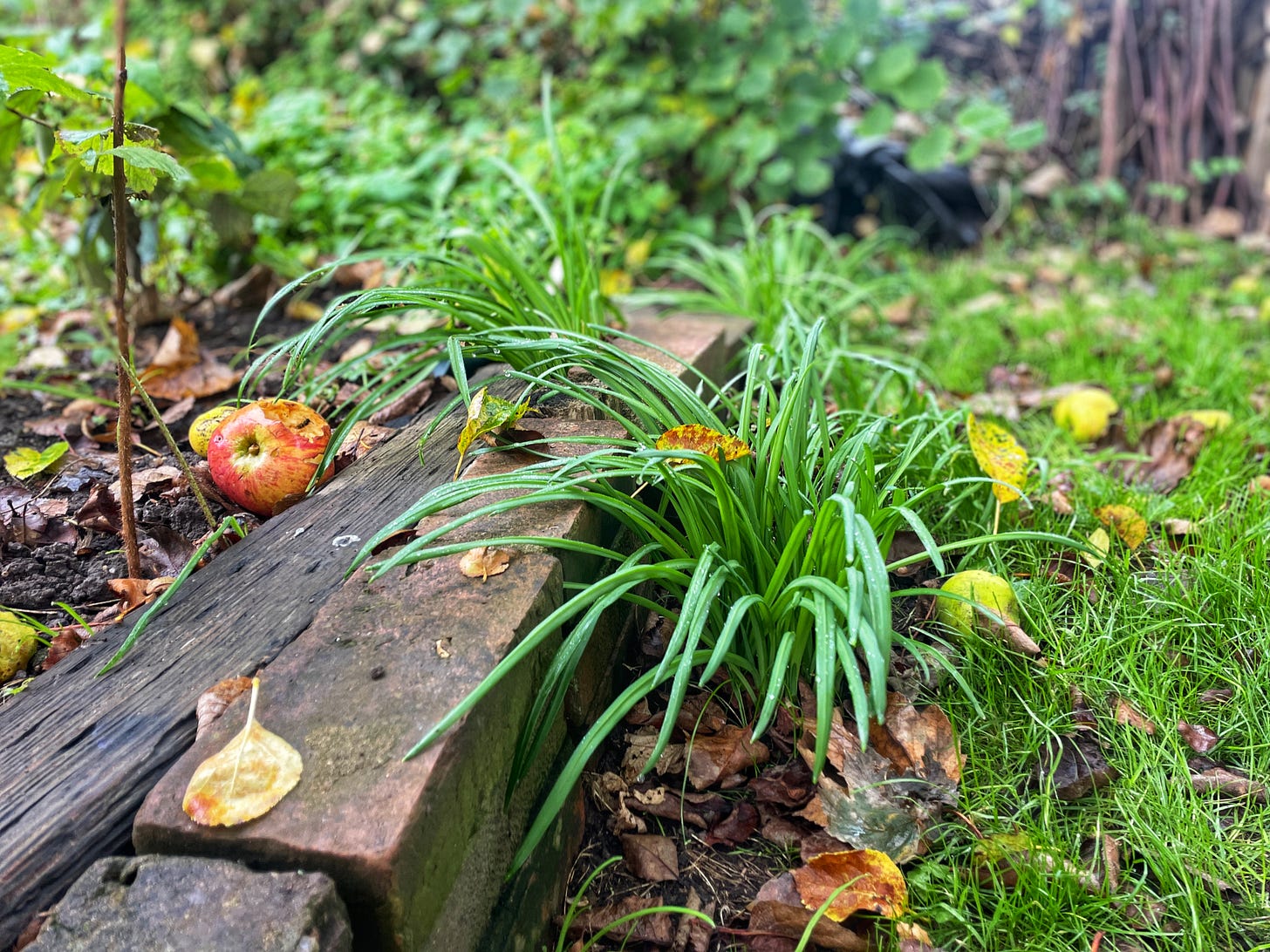 Three cornered leek in November