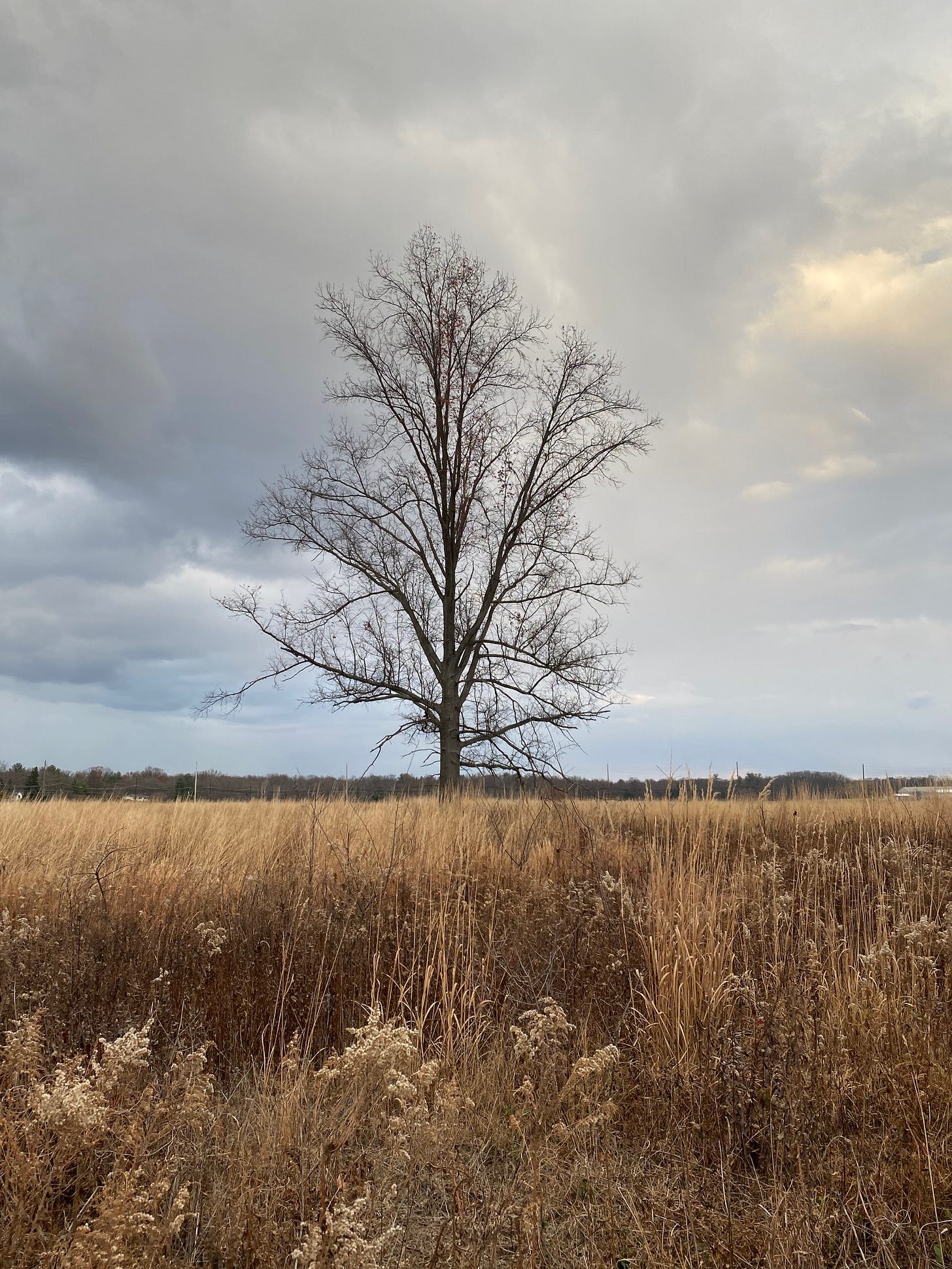 Tree with no leaves against an ominous sky with wheat-colored field in foreground.