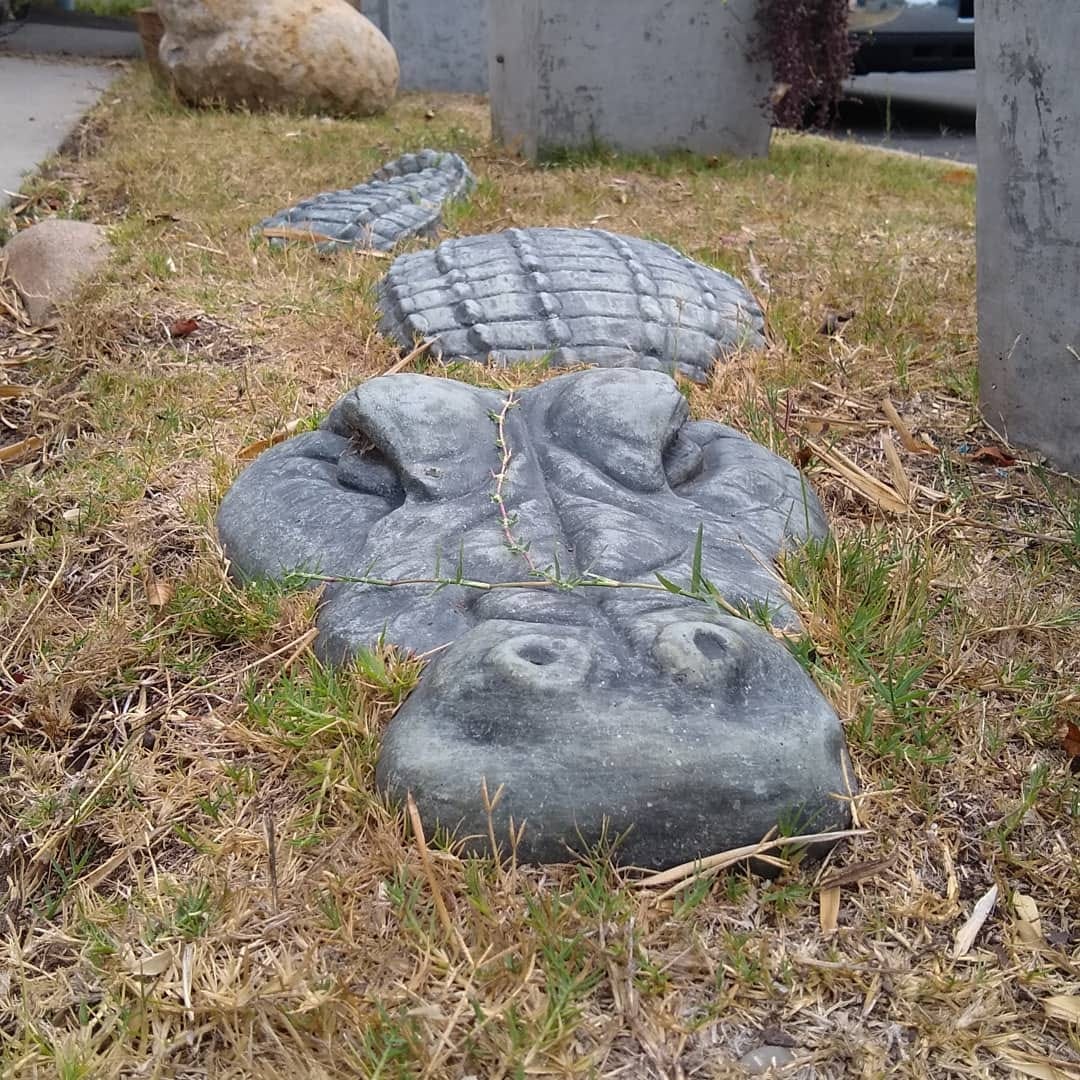 Stone crocodile embedded in dry grass in a suburban yard