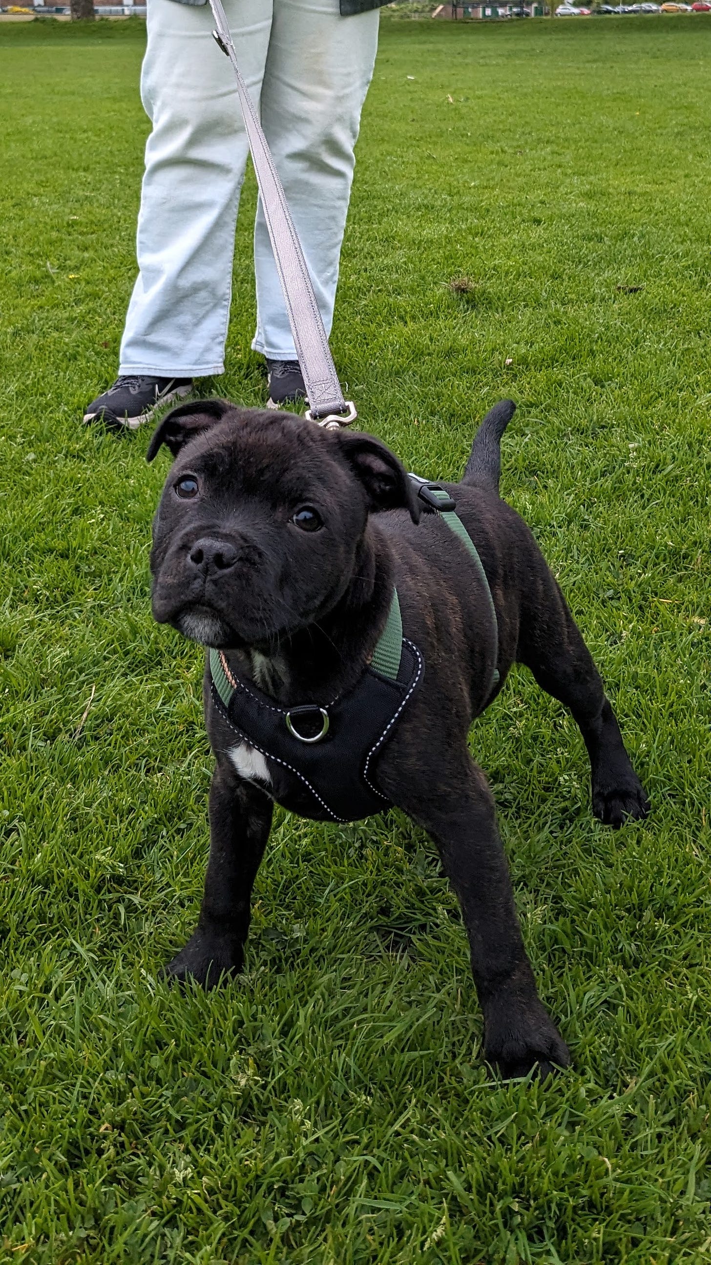 A photo of Bran, a staffordshire bull terrier puppy standing on green, green grass.