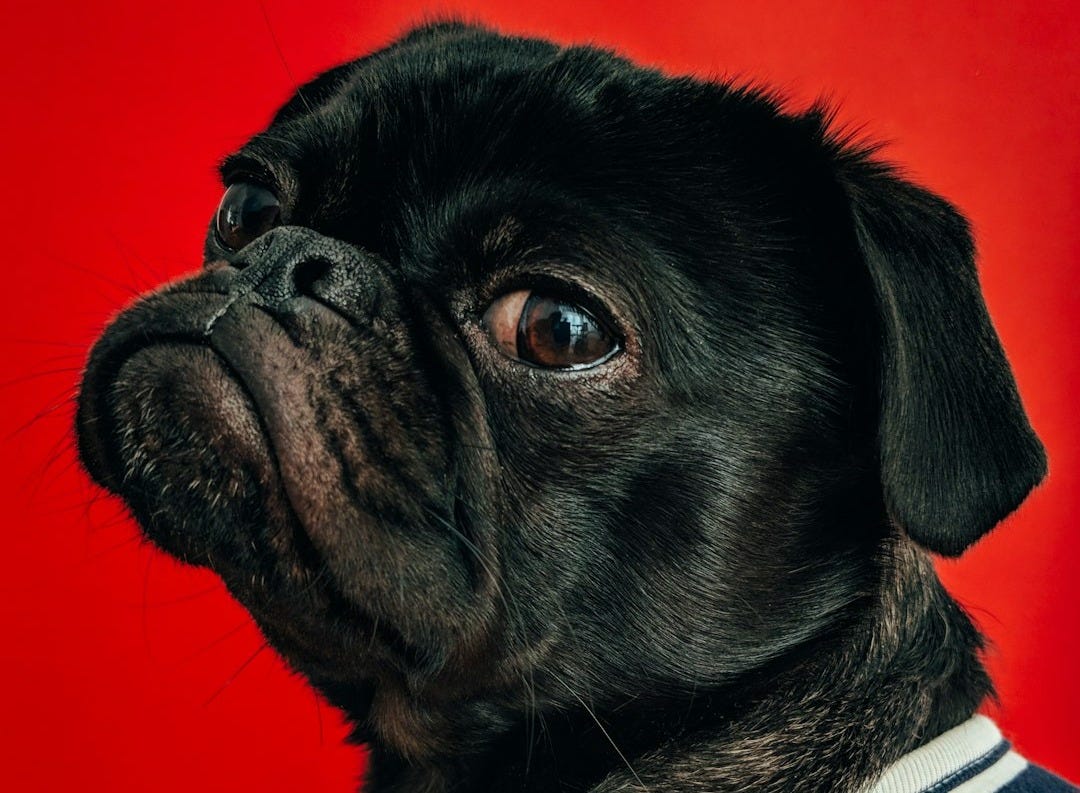 black pug wearing striped apparel