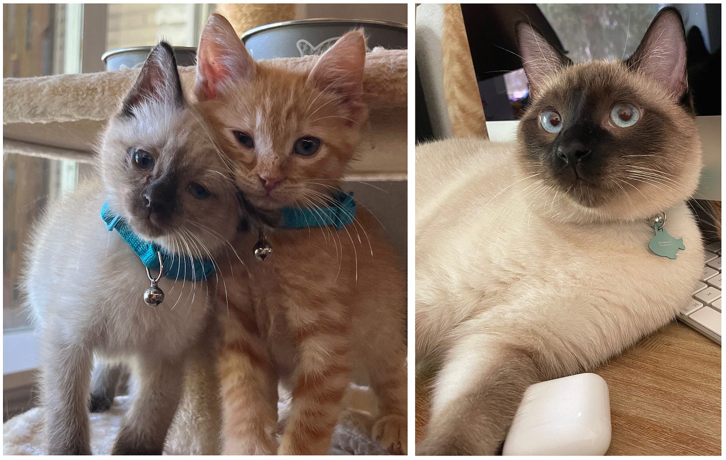 Photos of my color point cat Bert as a kitten and adult