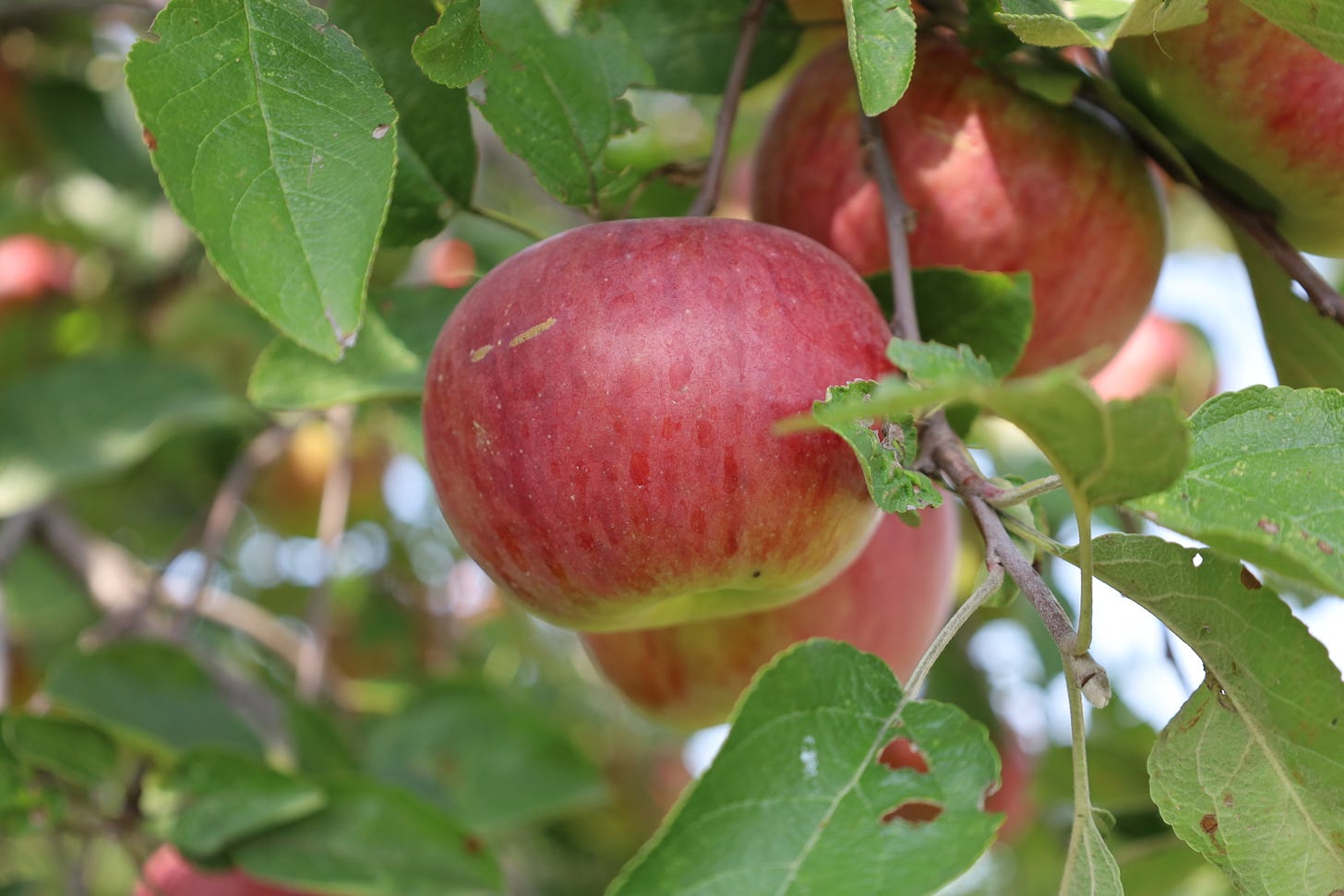 Cortland apple at the farm