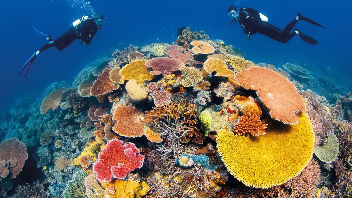 Australia's Great Barrier Reef showing 'signs of recovery' | Stuff.co.nz