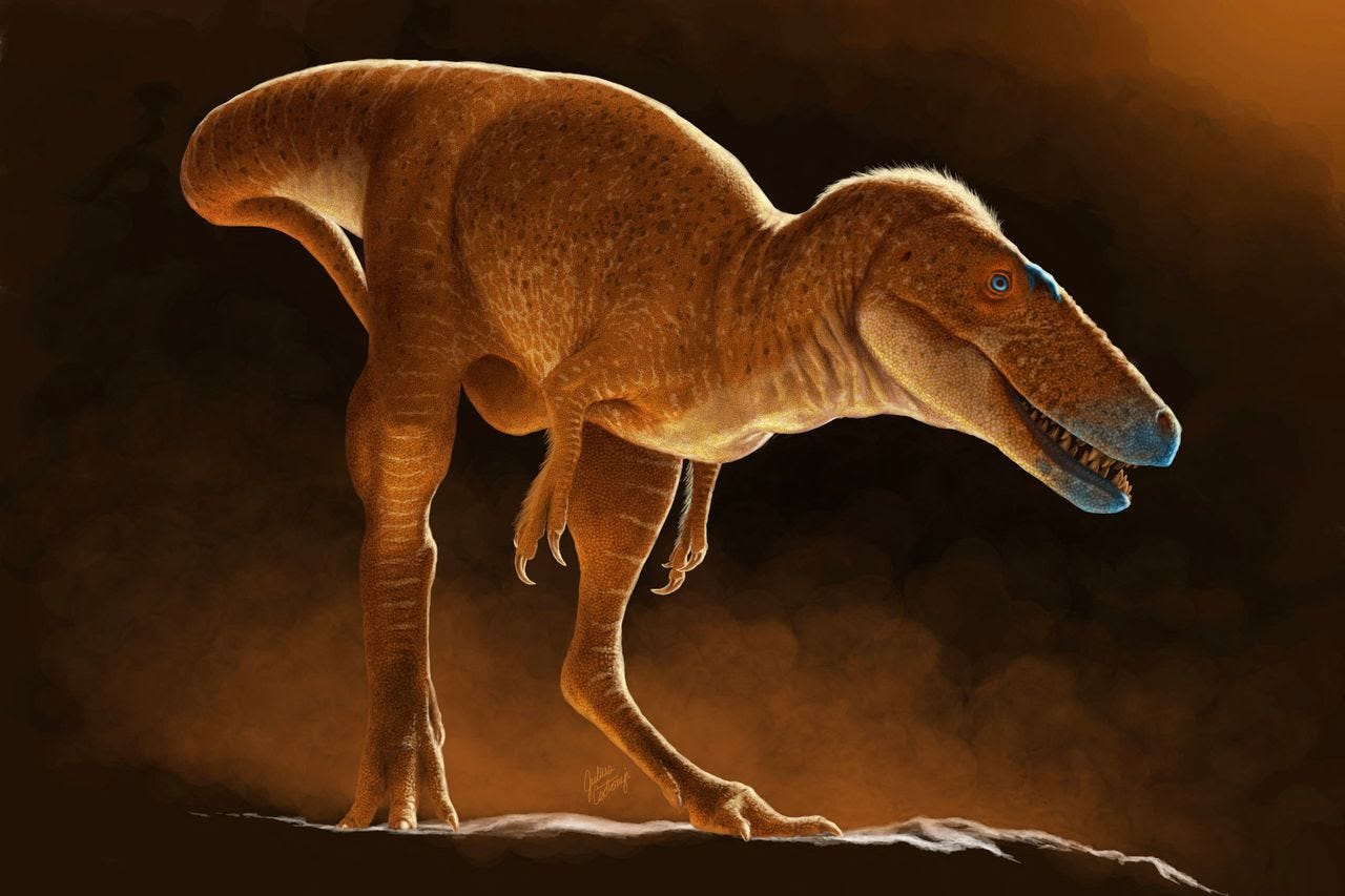 Khankhuuluu was an early tyrannosaur and evolutionary ancestor of the T. rex. (Julius Csotonyi/AFP/Getty Images)