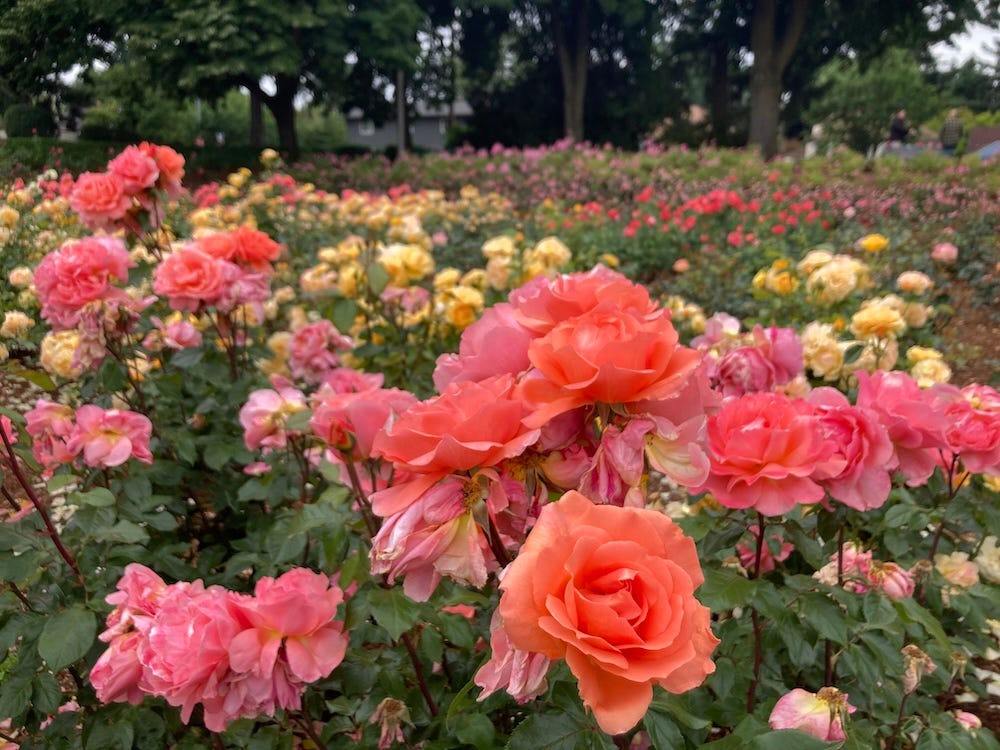 An array of roses in bloom at Portland's Peninsula Park, June 2025