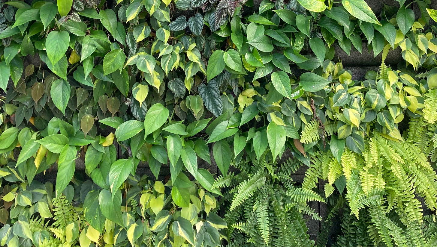 A green wall of various plants including pothos and ferns