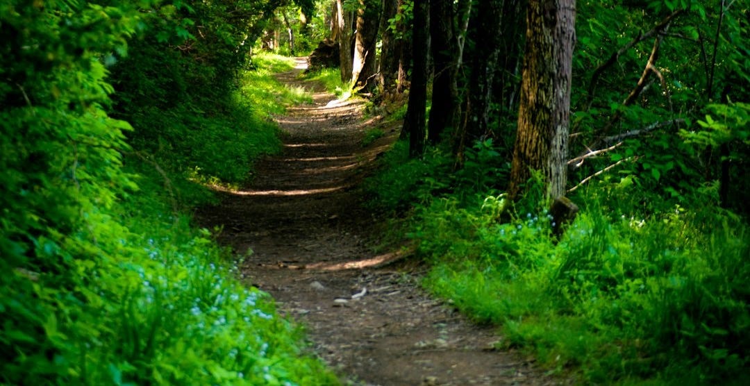 forest with pathway