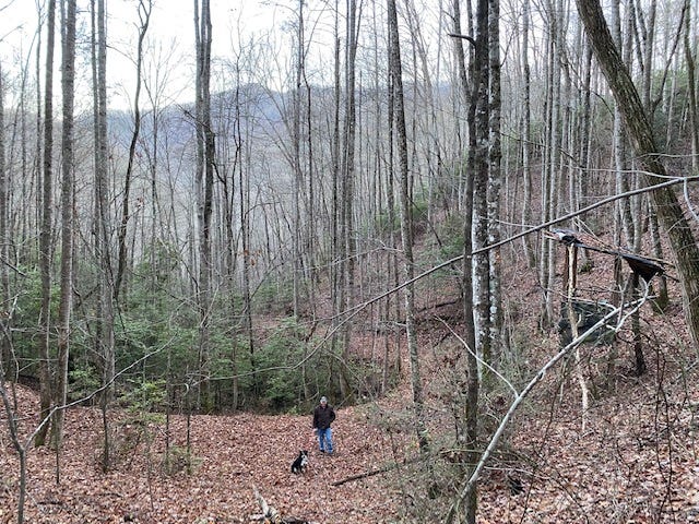 wooded view of mountain with person holding a black dog on leash