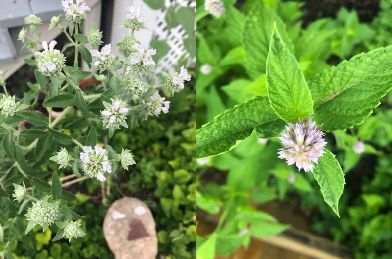 Hyssop and mint flowering