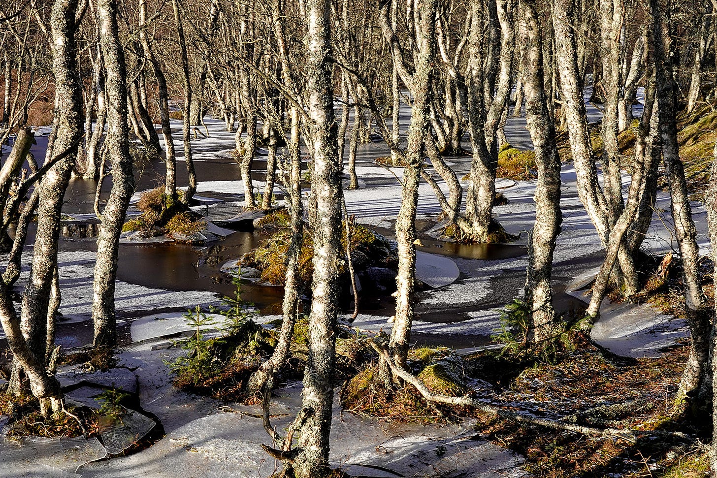 Copse of birch trees inundated by flood water, partially covered by thin ice