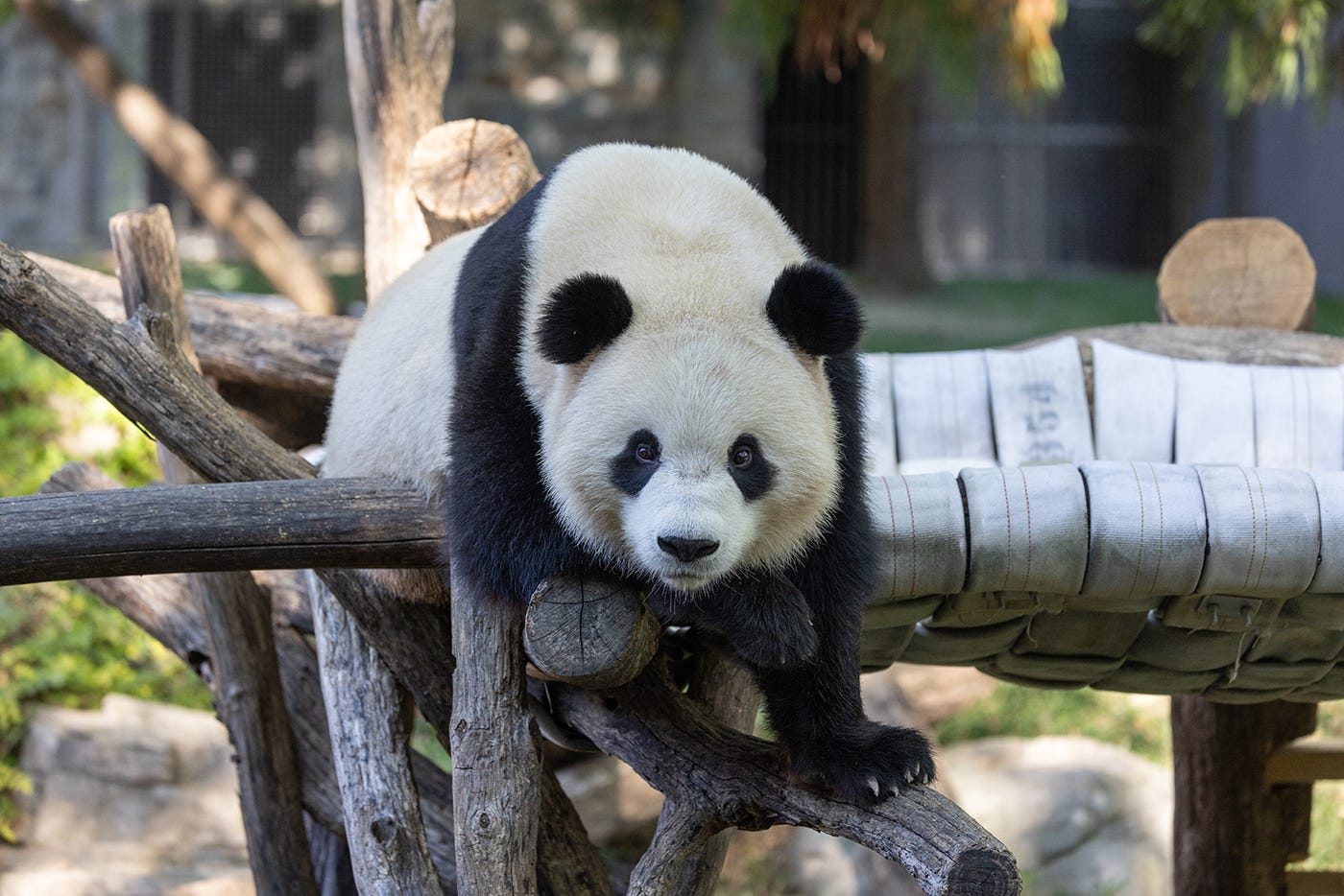 A panda hanging over a log