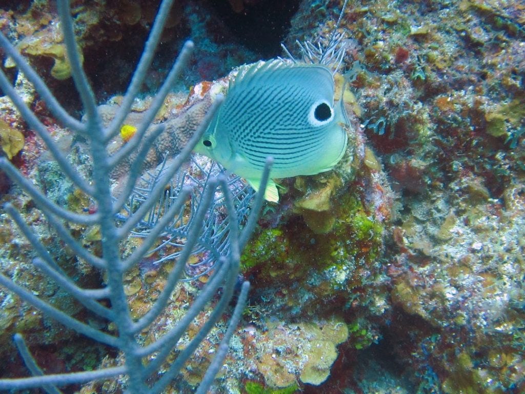 Blue fish seen during Bonaire snorkeling