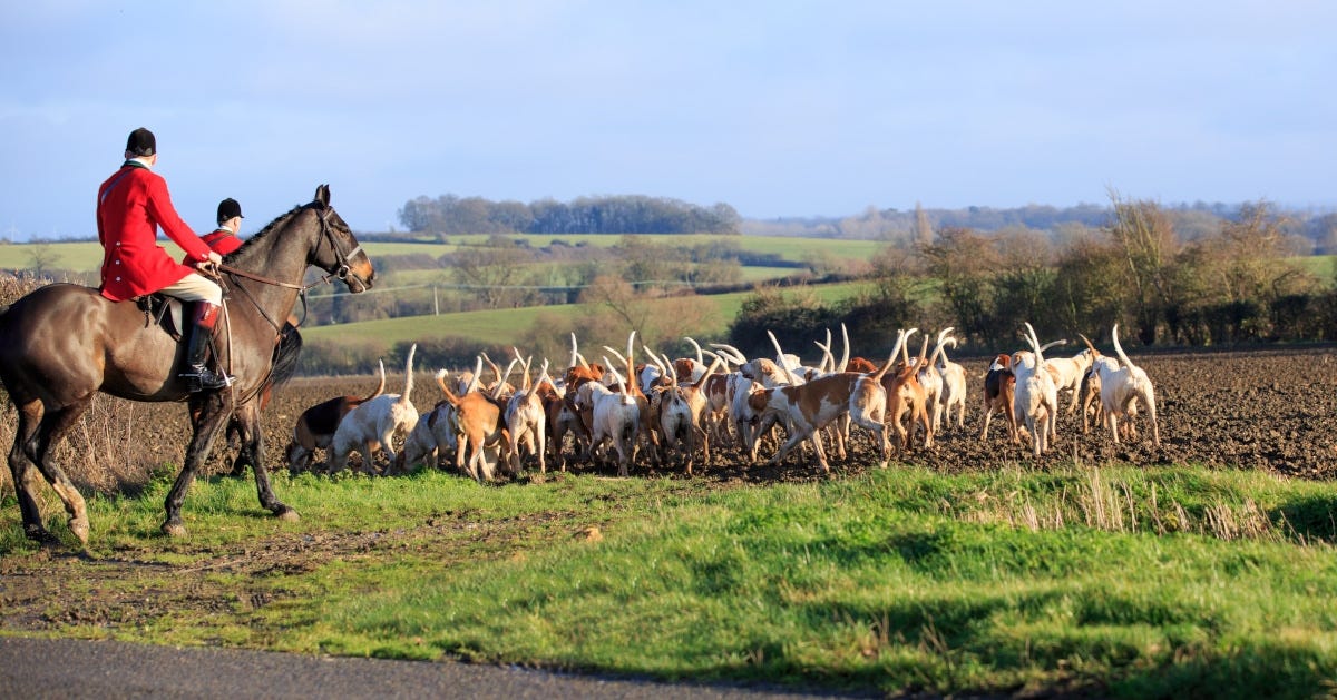 fox hunting