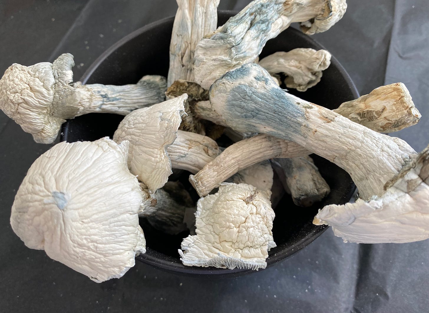 QuadCityTO Mushrooms Co. FollowTheGreenParrot.ca QuadCityTO Mushrooms Co. FollowTheGreenParrot.ca