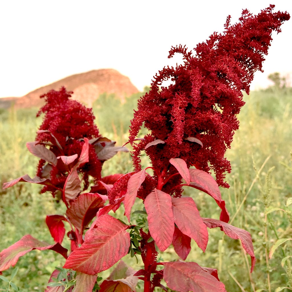 Mayo Amaranth (Amaranthus cruentus)